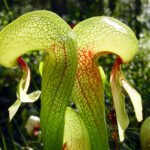 carnivorous plants