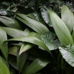 Tropical Plants